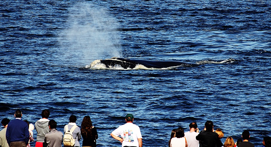 Comienza la temporada de ballenas en Uruguay